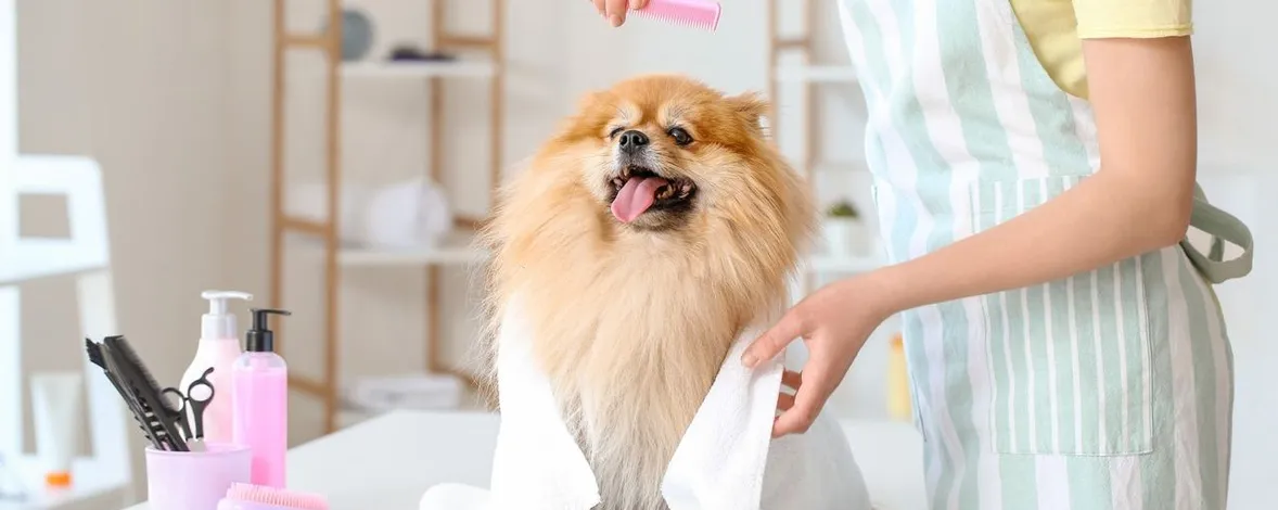 Wie man in Deutschland einen Tierpflegesalon eröffnet