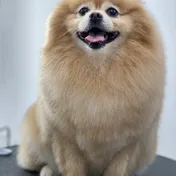 Pets Boutique