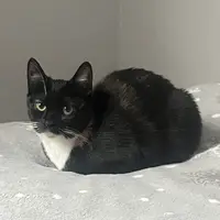 Ola