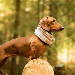 Домашні тварини