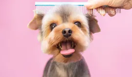 Программа для студии груминга