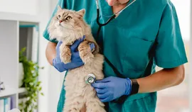 Программа онлайн-записи для ветклиники