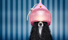 Как открыть зоосалон