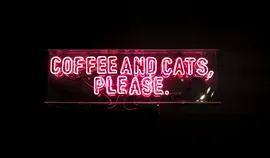 Coffee with cats: how to start a business