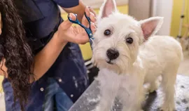 Gründung eines eigenen Hundesalons