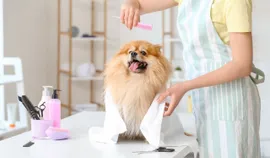 Wie man in Deutschland einen Tierpflegesalon eröffnet