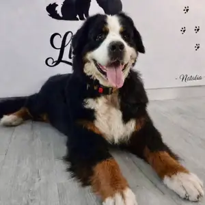 Lulitas - Peluquería Canina y Felina