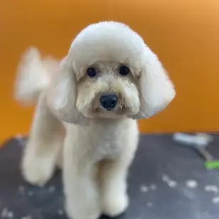 MAPACHE Peluquería Mascotas photo 2