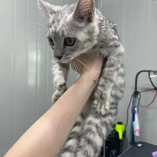 ABC Pets Казахфильм photo 2