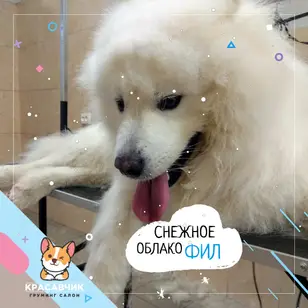 Красунчик photo 2
