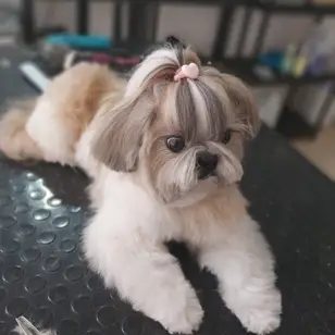 Lulitas - Peluquería Canina y Felina photo 3