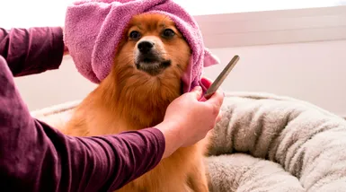 How to name a grooming studio