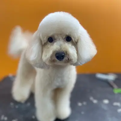 MAPACHE Peluquería Mascotas photo 2