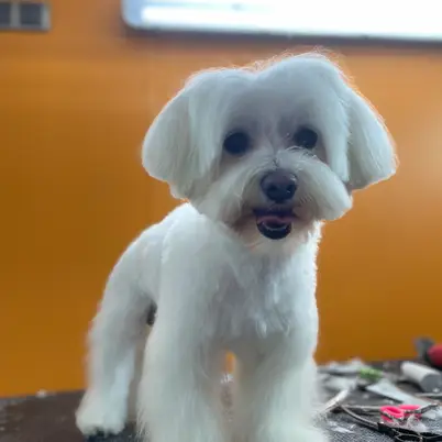 MAPACHE Peluquería Mascotas photo 5