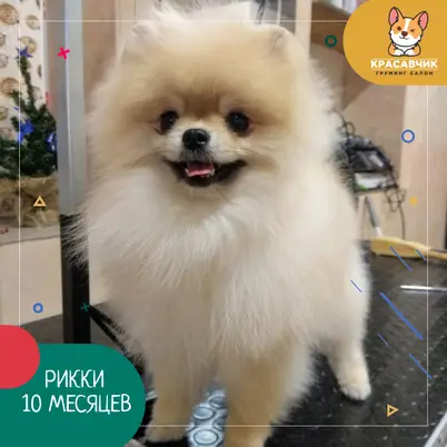 Красунчик photo 6