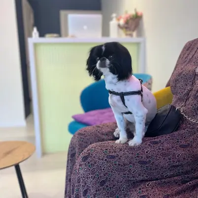 Petstory photo 8