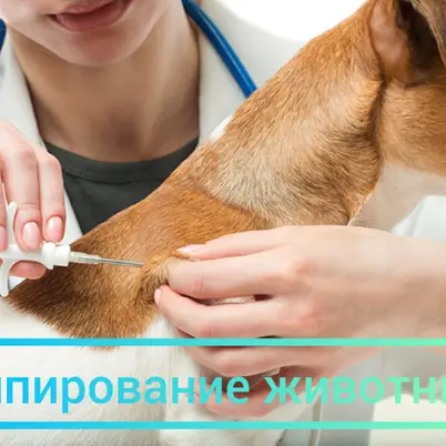 Лессі (Оболонський р-н) photo 11