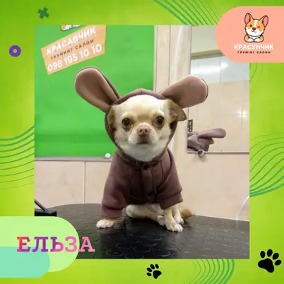 Красунчик photo 41