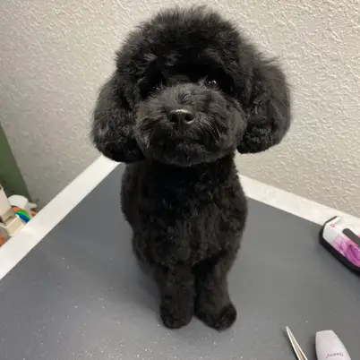 Грумсі groom prostir photo 6