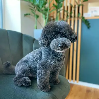 Grooming-Atelier, Viktoriia photo 9