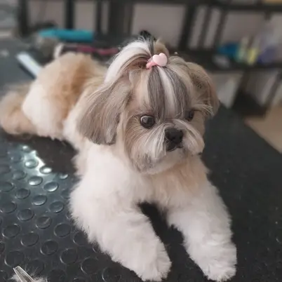 Lulitas - Peluquería Canina y Felina photo 3
