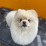 MAPACHE Peluquería Mascotas
