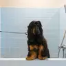 Lalaland, salon de toilettage