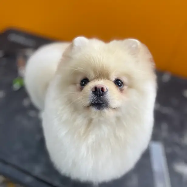 MAPACHE Peluquería Mascotas photo 1