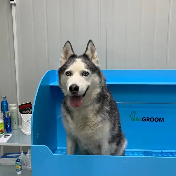 ABC Pets Казахфильм photo 1