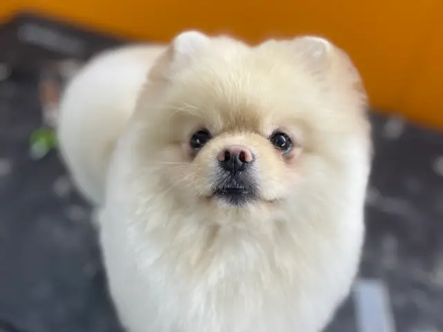 Peluquería canina en Alicante: dónde buscar