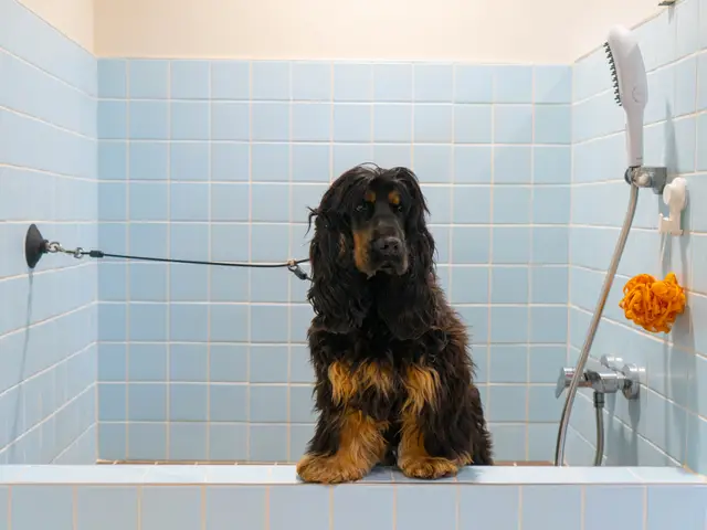 Toiletteur à Rennes : où chercher