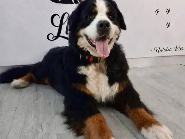 Perruqueria canina a Alacant: on buscar