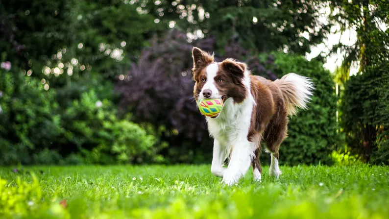 Adult dog training class