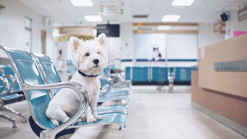 Startkapital für einen Hundesalon