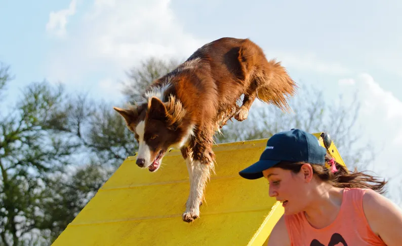 Dog training