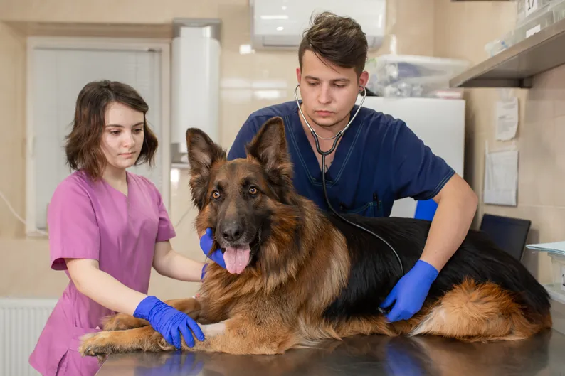A vet with a client