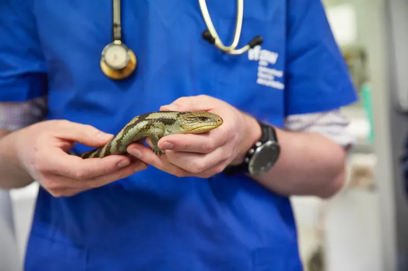 A reptile vet