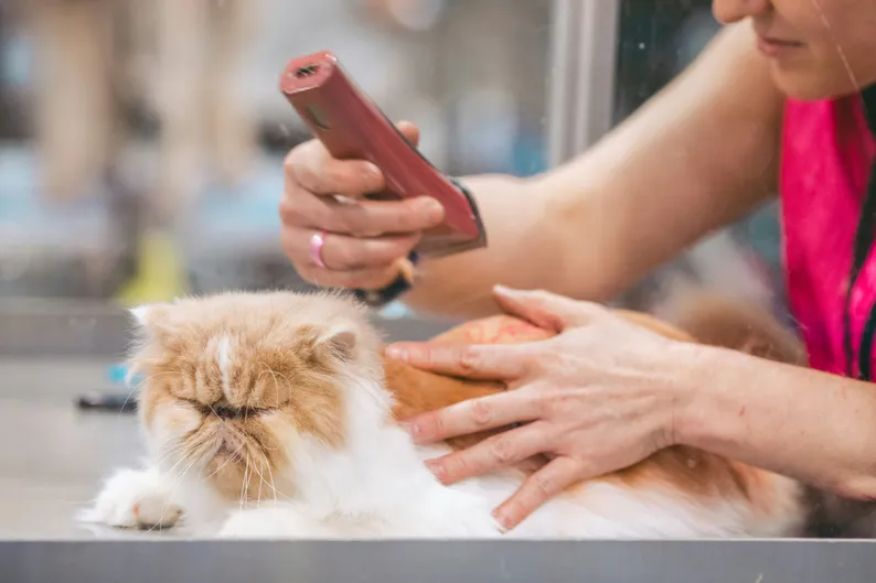 Professional grooming booking software