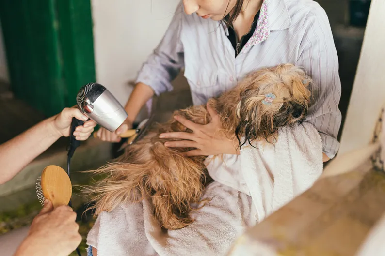 Creative names for a pet salon