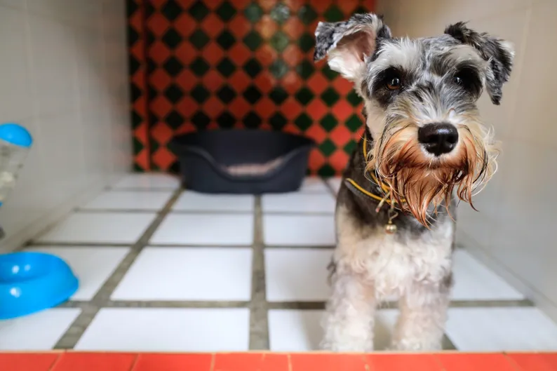Hundehotel