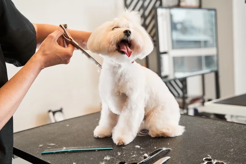Selbständig als Groomer: Genehmigungen