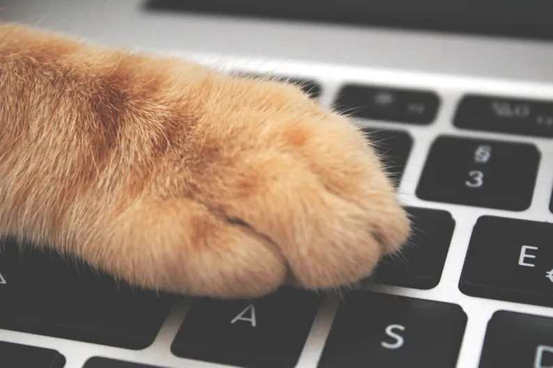 Animal care business