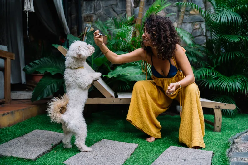 Rewarding a dog