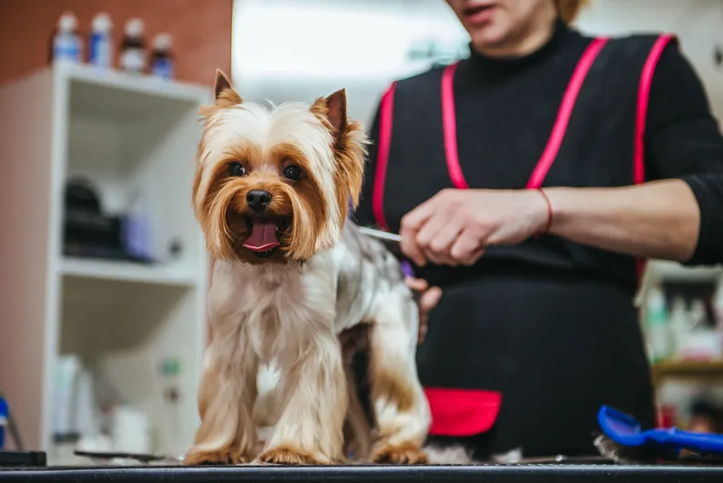 Pet grooming session