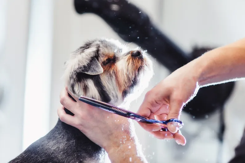 Model pet haircut