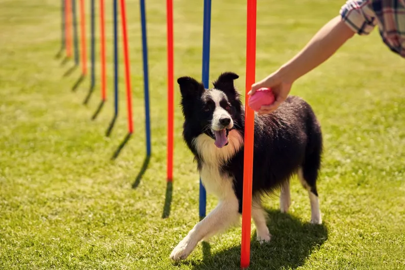 Zielgruppe eines Hundesalons