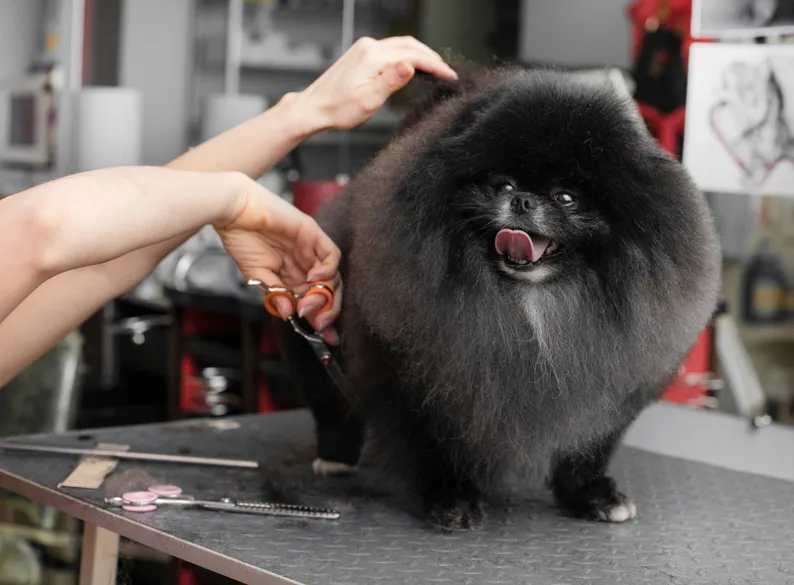 A haircut for a dog