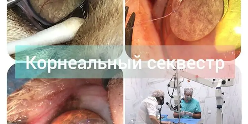 Лессі (Оболонський р-н) photo 13