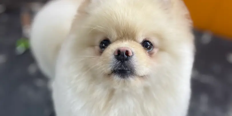 MAPACHE Peluquería Mascotas photo 1