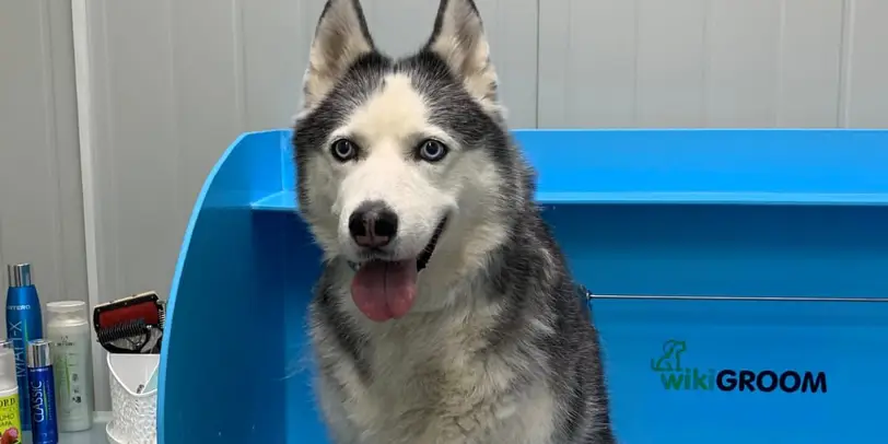 ABC Pets Казахфильм photo 1